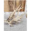 Image 3 : 98" Whitetail Shed Antler