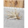 Image 4 : 98" Whitetail Shed Antler