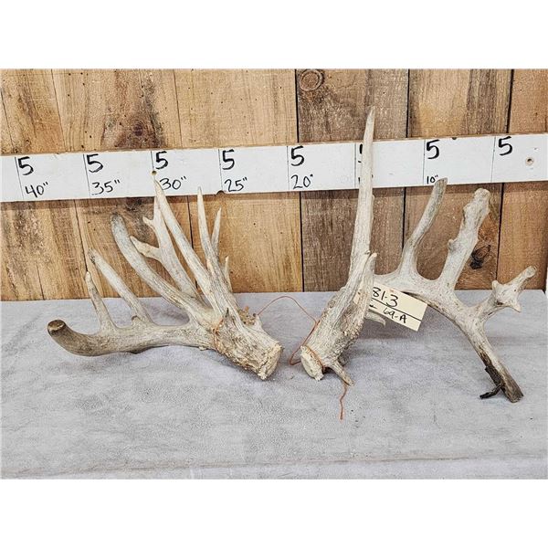 Big Gnarly Nontypical Whitetail Shed Antlers