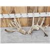 Image 1 : Big Gnarly Nontypical Whitetail Shed Antlers