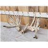 Image 3 : Big Gnarly Nontypical Whitetail Shed Antlers