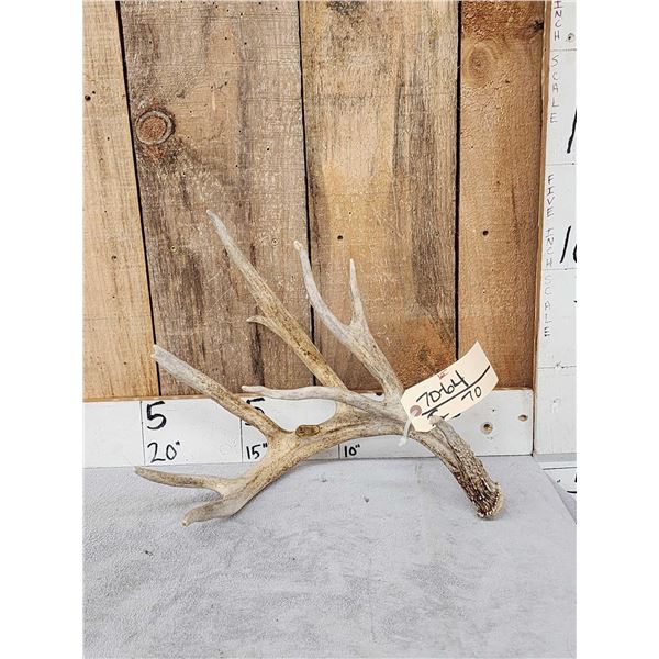 Big Gnarly Nontypical Whitetail Shed