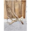Image 1 : Big Gnarly Nontypical Whitetail Shed