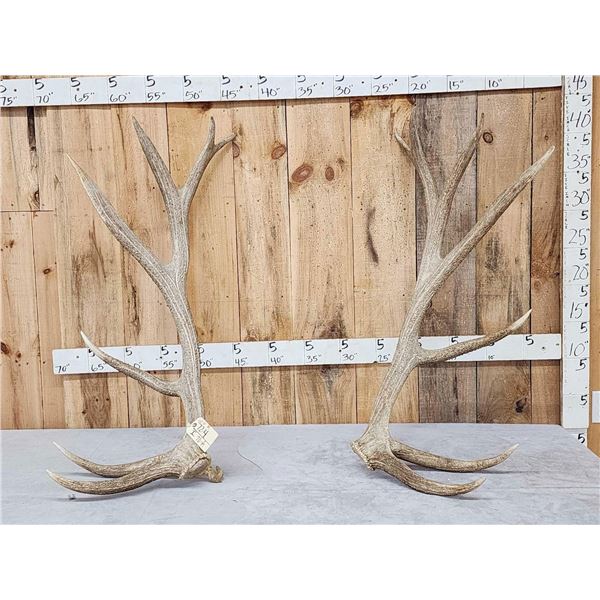 Big Set Of 7x7 Elk Shed Antlers
