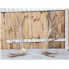 Image 1 : Big Set Of 7x7 Elk Shed Antlers