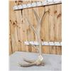 Image 3 : Big Set Of 7x7 Elk Shed Antlers