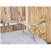 Image 5 : Big Set Of 7x7 Elk Shed Antlers