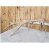 Image 6 : Big Set Of 7x7 Elk Shed Antlers