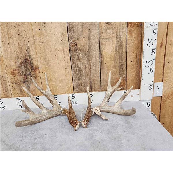 Heavy Mass Main Frame 4x5 Whitetail Shed Antlers