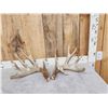 Image 1 : Heavy Mass Main Frame 4x5 Whitetail Shed Antlers