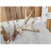 Image 2 : Heavy Mass Main Frame 4x5 Whitetail Shed Antlers