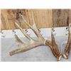 Image 3 : Heavy Mass Main Frame 4x5 Whitetail Shed Antlers