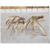 Image 4 : Heavy Mass Main Frame 4x5 Whitetail Shed Antlers