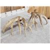 Image 5 : Heavy Mass Main Frame 4x5 Whitetail Shed Antlers