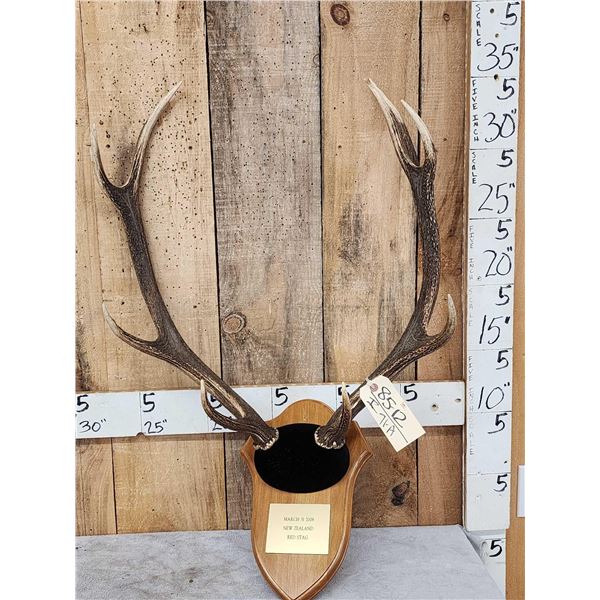 New Zealand Red Stag Antlers On Plaque