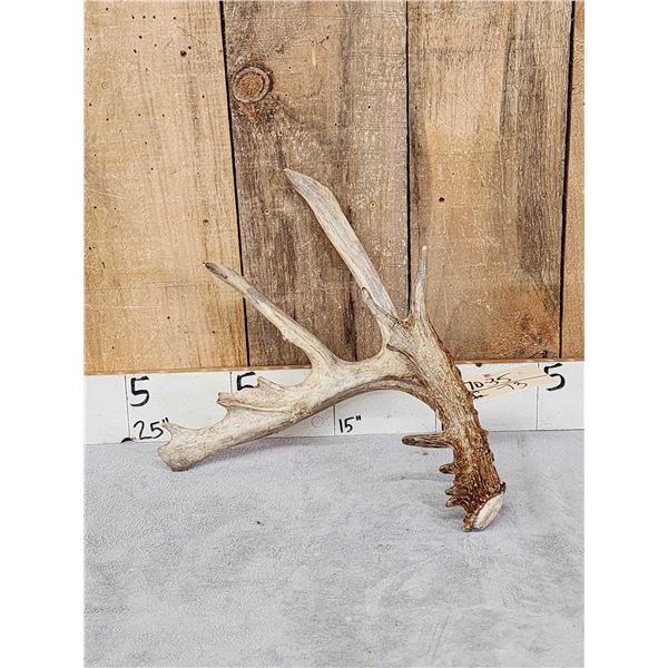 Big 80" Whitetail Shed Antler