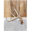 Image 1 : Big 80" Whitetail Shed Antler