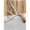 Image 2 : Big 80" Whitetail Shed Antler