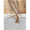 Image 3 : Big 80" Whitetail Shed Antler