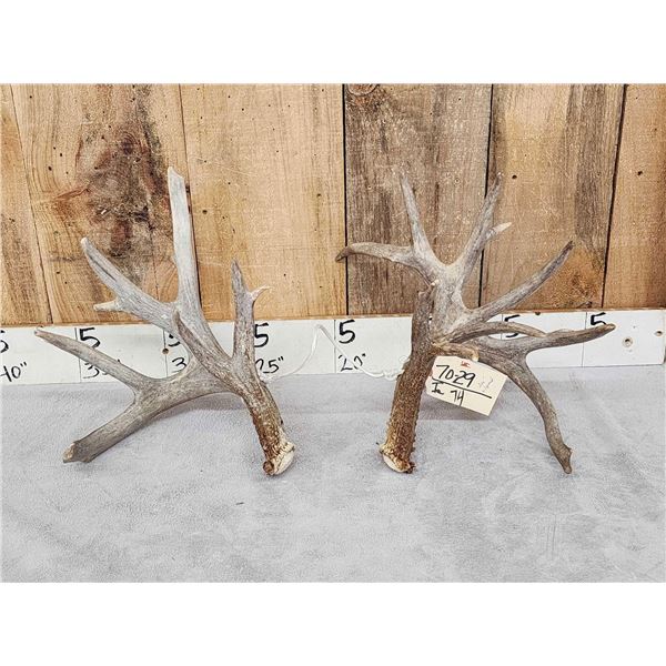 Main Frame 4x5 Whitetail Shed Antlers