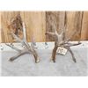 Image 1 : Main Frame 4x5 Whitetail Shed Antlers