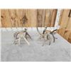 Image 4 : Main Frame 4x5 Whitetail Shed Antlers