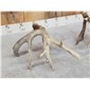 Image 6 : Main Frame 4x5 Whitetail Shed Antlers