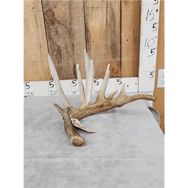 106" Whitetail Shed Antler