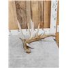 Image 1 : 106" Whitetail Shed Antler
