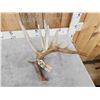Image 2 : 106" Whitetail Shed Antler