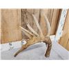 Image 5 : 106" Whitetail Shed Antler
