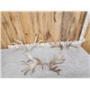 Image 1 : 3 Big Sets Of Whitetail Shed Antlers
