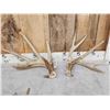 Image 2 : 3 Big Sets Of Whitetail Shed Antlers