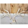 Image 3 : 3 Big Sets Of Whitetail Shed Antlers