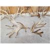 Image 4 : 3 Big Sets Of Whitetail Shed Antlers