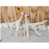 Image 6 : 3 Big Sets Of Whitetail Shed Antlers