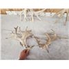 Image 7 : 3 Big Sets Of Whitetail Shed Antlers
