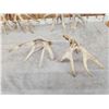 Image 10 : 3 Big Sets Of Whitetail Shed Antlers