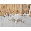 Image 1 : 3 Big Sets Of Whitetail Shed Antlers