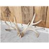 Image 3 : 3 Big Sets Of Whitetail Shed Antlers