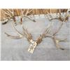 Image 4 : 3 Big Sets Of Whitetail Shed Antlers
