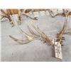 Image 6 : 3 Big Sets Of Whitetail Shed Antlers