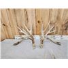 Image 7 : 3 Big Sets Of Whitetail Shed Antlers