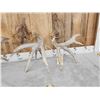 Image 9 : 3 Big Sets Of Whitetail Shed Antlers