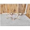 Image 1 : 3 Big Sets Of Whitetail Shed Antlers
