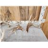 Image 2 : 3 Big Sets Of Whitetail Shed Antlers