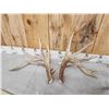 Image 3 : 3 Big Sets Of Whitetail Shed Antlers