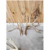 Image 4 : 3 Big Sets Of Whitetail Shed Antlers