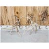 Image 5 : 3 Big Sets Of Whitetail Shed Antlers