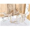 Image 6 : 3 Big Sets Of Whitetail Shed Antlers